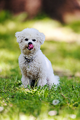 포토 JPG 해외이미지 주간 한마리 공원 반려견 잔디 사람없음 야외 아웃포커스 반려동물 산책 강아지 즐거움 비숑프리제 해외포토 자연요소 식물 동물 1 공공시설 감정 휴식 촬영기법 개 파일형식 이미지허브