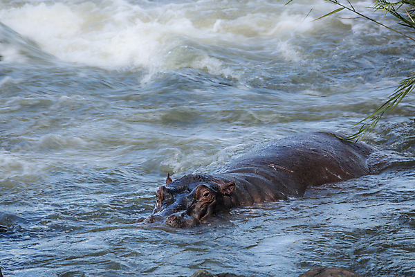 포토 JPG 해외이미지 동물 야생동물 포유류 아프리카 자연 수영장 국립공원 사람없음 가로 강 수영 황무지 보호 사파리 장노출 하마 서식지 남아프리카 보츠와나 보호구역 해외포토 멸종위기종 공원 나라 컨셉 촬영기법 수상스포츠 생태계 구역 파일형식 이미지허브
