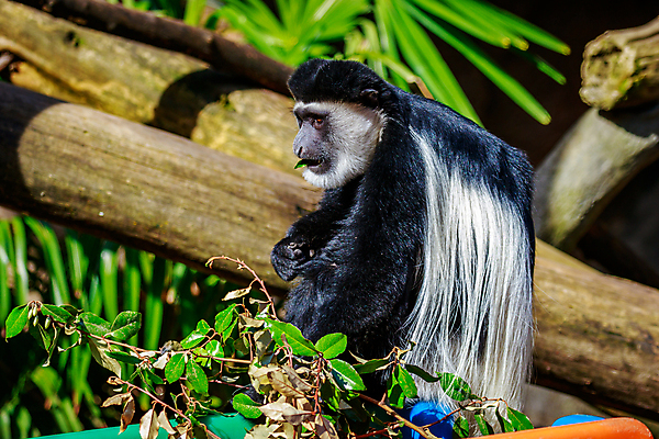 포토 JPG 해외이미지 나무 동물 북아메리카 포유류 자연 동물원 사람없음 야외 가로 컬러풀 미국 닫기 카피스페이스 해외포토 식물 컬러 모션 아메리카 공백 생태계 파일형식 이미지허브