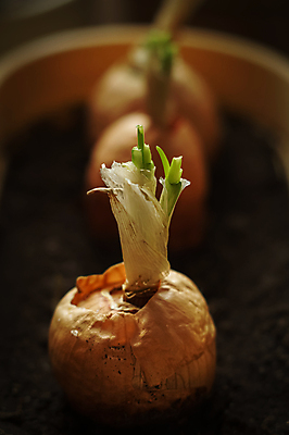 포토 JPG 해외이미지 식물 라이프스타일 화분 지구 음식 줄기 잎 꽃무늬 농업 채소 전구 자연 양파 주택 실내 건강 씨앗 사람없음 초록색 새싹 주방 정원 흙 샐러드 성장 신선 냄비 상품 허브 준비 에코 국산 박테리아 채소밭 땅바닥 모종 미니 생태학 채식주의자 샬롯 슈퍼푸드 비건 해외포토 교육 꽃 산업 컬러 무늬 밭 의학 바닥 내부 건물 생활 환경 솥 생태계 채식 건강식품 파일형식 이미지허브