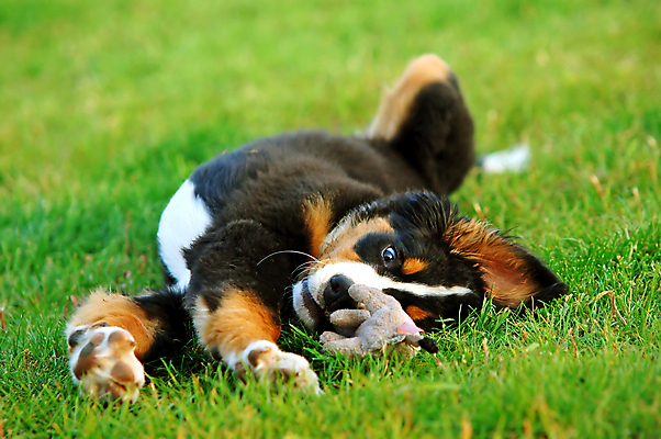 포토 JPG 해외이미지 동물 공원 백그라운드 포유류 놀이 산 털 사람없음 야외 초록색 반려동물 우주 검은색 산책 뜨거움 양치기 개 강아지 송곳니 내추럴 동반자 복종 유래 충실 카피스페이스 해외포토 직업 공공시설 컬러 휴식 공백 치아 파일형식 이미지허브