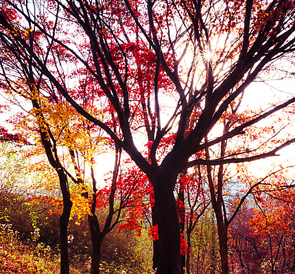포토 JPG 해외이미지 주간 단풍 단풍나무 사람없음 야외 해외포토 자연요소 나무 잎 파일형식 이미지허브