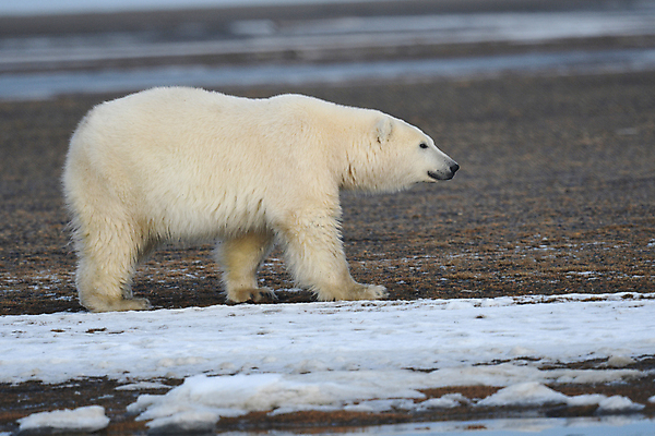 포토 JPG 해외이미지 주간 한마리 야생동물 곰 사람없음 야외 아웃포커스 북극곰 백곰 해외포토 자연요소 동물 1 포유류 촬영기법 파일형식 이미지허브