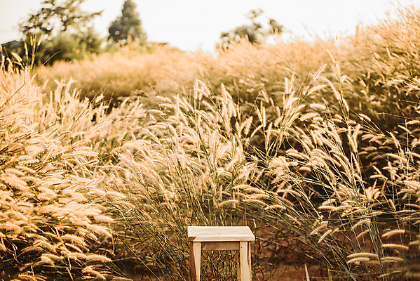 포토 JPG 해외이미지 식물 꽃 밭 의자 오렌지 사람없음 목재 가로 노란색 맑음 일몰 저녁 허브 해외포토 나무 컬러 가구 농업 과일 재료 날씨 노을 야간 파일형식 이미지허브
