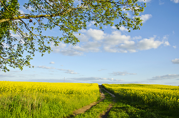 포토 JPG 해외이미지 나무 식물 유럽 산업 도로 잎 농업 자연 하늘 파노라마 풍경 사람없음 초록색 여름 농경지 노란색 우주 봄 나뭇가지 시골 기름 저녁 내추럴 수평선 해외포토 계절 나라 길 음식 컬러 교통시설 촬영기법 농장 야간 생태계 파일형식 이미지허브