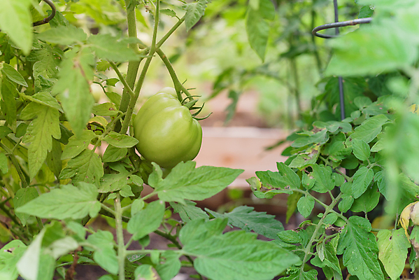 포토 JPG 해외이미지 나무 식물 음식 잎 농업 토마토 채소 과일 자연 주택 건강 사람없음 야외 빨간색 초록색 농작물 농장 정원 미국 흙 수확 성장 나뭇가지 시골 신선 원형 농부 큼 다발 유기농 원예 포도나무 철사 새장 커뮤니티 내추럴 뒤뜰 밭일 숙성 식용 온실 채식주의자 텍사스 환상 세련 해외포토 도형 직업 웰빙 산업 컬러 컨셉 북아메리카 취미 건물 크기 과일나무 생태계 채식 케이지 파일형식 이미지허브