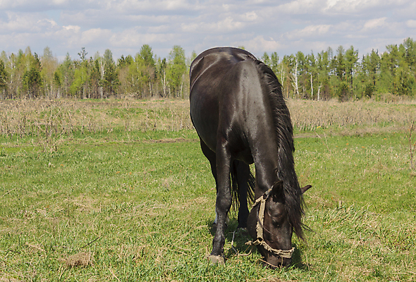 포토 JPG 해외이미지 동물 1 남자 벽 스포츠 백그라운드 밭 포유류 자연 하늘 벽돌 풍경 초원 사람없음 야외 초록색 여름 달리기 뷰티 농장 머리 맑음 검은색 자유 승마 승차 귀 갈기 조랑말 해외포토 계절 컬러 컨셉 농업 모션 날씨 사람 신체부위 말_동물 생태계 파일형식 이미지허브