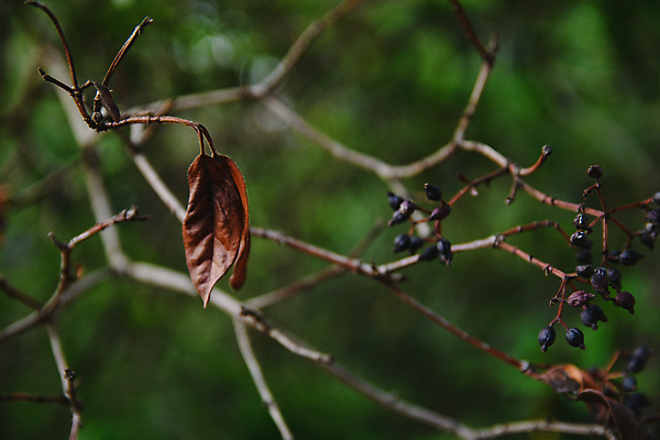 포토 JPG 해외이미지 나무 식물 계절 공원 열매 실루엣 잎 겨울 밭 자연 건조 사람없음 목재 초록색 물 검은색 어둠 침묵 회색 나뭇가지 시골 죽음 고독 숲 대머리 블러 수목 우울증 해외포토 자연요소 헤어스타일 공공시설 감정 컬러 농업 재료 촬영기법 소리 질병 생태계 파일형식 이미지허브