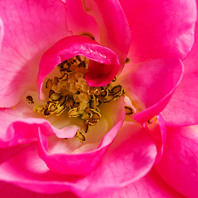 포토 JPG 해외이미지 식물 디자인 계절 꽃잎 꽃 분홍색 백그라운드 꽃무늬 자연 결혼식 추상 휴가 사람없음 빛 장미 정원 봄 낭만 수확 성장 벚꽃 흰색 축하 신선 신용카드 개화 선택 질감 초대 부드러움 내추럴 창백 파스텔톤 해외포토 컬러 결혼 컨셉 무늬 농업 금융 감각 생태계 파일형식 이미지허브