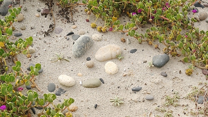 포토 JPG 해외이미지 식물 꽃 모래 바다 백그라운드 해변 사람없음 초록색 여름 보라색 미국 성장 바위 물가 덩굴 제비꽃 환경보전 에코 생태계 캘리포니아 태평양 라일락 내추럴 카피스페이스 그리너리 해외포토 계절 컬러 북아메리카 풍경 환경 공백 돌_바위 사회이슈 파일형식 트랜드컬러 이미지허브