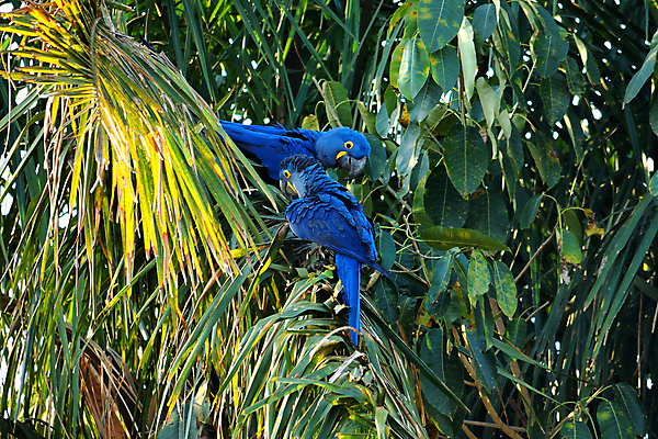포토 JPG 해외이미지 나무 동물 공원 호수 야생동물 여행 백그라운드 포유류 파충류 자연 조류 하늘 풍경 사람없음 야외 초록색 물 파란색 강 컬러풀 미국 젖음 황무지 남아메리카 습지 숲 홍수 앵무새 브라질 생태학 아마존 이국적 재규어 히아신스 브라질사람 해외포토 자연요소 식물 공공시설 교육 꽃 컬러 북아메리카 아메리카 자연재해 생태계 파일형식 이미지허브