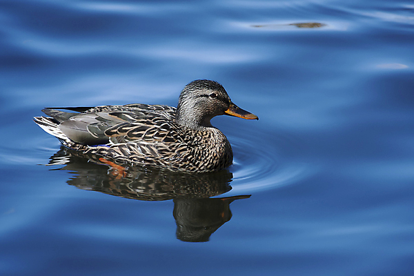 포토 JPG 해외이미지 동물 여자 야생동물 음식 줄기 날개 포유류 자연 조류 초식동물 오리 육류 미소 사람없음 초록색 물 컬러풀 갈색 수영 먹이 깃털 사냥 부리 청둥오리 채식주의자 혼자 해외포토 자연요소 식물 컬러 식재료 표정 사람 수상스포츠 생태계 채식 파일형식 이미지허브