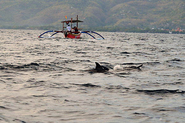 포토 JPG 해외이미지 동물 아시아 야생동물 파도 바다 여행 포유류 모션 자연 놀이 종류 어류 사람없음 야외 물 파란색 일출 환경 점프 수영 힘 회색 행운 떨어짐 돌고래 코 발리 인도네시아 지느러미 태평양 멸종 대서양 동물상 지능 해외포토 자연요소 나라 컬러 섬 컨셉 신체부위 조형물 노을 수중동물 수상스포츠 생태계 파일형식 이미지허브