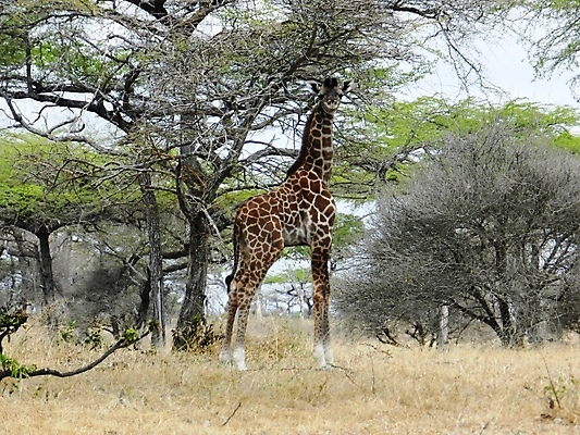 포토 JPG 해외이미지 나무 동물 1 공원 얼굴 야생동물 여행 백그라운드 패턴 포유류 아프리카 자연 하늘 초식동물 동물원 서기 초원 사람없음 야외 갈색 머리 입 황무지 보호 큼 기린 사파리 코 목 케냐 내추럴 동물상 마사이족 사바나 전국 해외포토 식물 공공시설 나라 컬러 컨셉 무늬 모션 신체부위 조형물 크기 생태계 파일형식 이미지허브