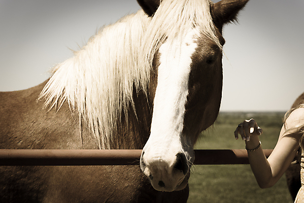 포토 JPG 해외이미지 동물 손 여자 컨셉 밭 통신 손가락 자연 친절 생맥주 털 함께함 사랑 사람없음 반려동물 갈색 머리 미국 우정 터치 에너지 시골 승마 연결 피부 부드러움 목 팔 테라피 돌봄 밭일 텍사스 해외포토 감정 스포츠 컬러 북아메리카 농업 모션 맥주 사람 신체부위 친구 뷰티 감각 생태계 파일형식 이미지허브