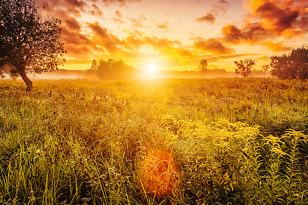 포토 JPG 해외이미지 나무 자연 하늘 사람없음 야외 햇빛 태양 일몰 들꽃 해외포토 자연요소 식물 꽃 노을 생태계 파일형식 이미지허브