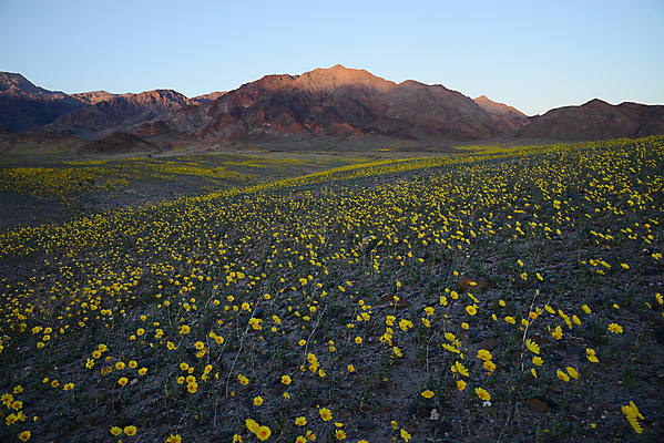 포토 JPG 해외이미지 공원 꽃 자연 하늘 산 사람없음 야외 뷰티 노란색 골짜기 계곡 맑음 미국 봄 들꽃 사막 흰색 죽음 뜨거움 황무지 황금 보호 캘리포니아 멀리 서쪽 전국 해외포토 식물 계절 공공시설 컬러 컨셉 북아메리카 날씨 방향 생태계 파일형식 이미지허브