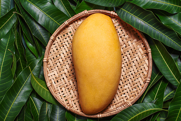 포토 JPG 해외이미지 나뭇잎 사람없음 하이앵글 노란색 바구니 망고 해외포토 뷰포인트 컬러 잎 열대과일 파일형식 이미지허브