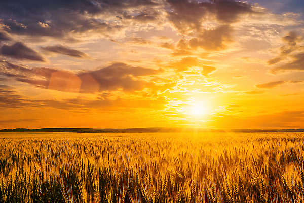 포토 JPG 해외이미지 자연 하늘 사람없음 야외 햇빛 태양 농경지 일몰 밀밭 해외포토 자연요소 밭 농장 노을 밀 생태계 파일형식 이미지허브