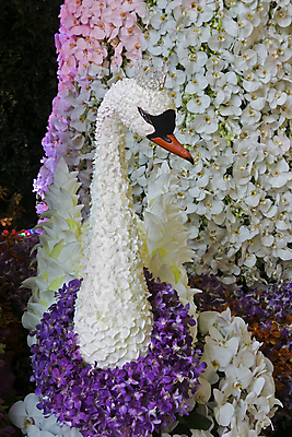 포토 JPG 해외이미지 디자인 꽃 백그라운드 잎 꽃무늬 자연 조류 사람없음 장식 뷰티 귀여움 낭만 수확 벚꽃 흰색 개화 난초 배열 백조 해외포토 식물 동물 컬러 컨셉 무늬 농업 생태계 파일형식 이미지허브