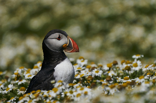 포토 JPG 해외이미지 동물 계절 꽃 지구 야생동물 바다 섬 날개 오렌지 자연 조류 웨일즈 사람없음 빨간색 여름 파란색 컬러풀 노란색 검은색 흰색 구멍 땅 깃털 데이지 부리 지하 멸종 대서양 계산서 내추럴 동물상 왕국 펨브룩셔 해외포토 식물 컬러 과일 영국 조형물 생태계 파일형식 이미지허브