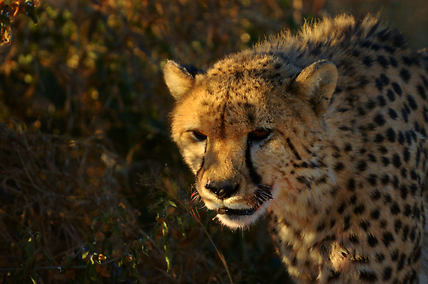 포토 JPG 해외이미지 동물 야생동물 포유류 아프리카 자연 사람없음 고양이 사막 황무지 위험 모피 육식동물 치타 나미비아 동물상 보호구역 해외포토 나라 컨셉 반려동물 조형물 생태계 구역 남아프리카 파일형식 이미지허브