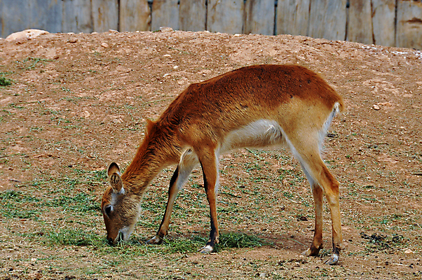 포토 JPG 해외이미지 동물 여자 야생동물 포유류 자연 초식동물 종류 사람없음 갈색 작음 먹기 영양 먼지 동물상 땅바닥 수유 아기사슴 초식 반추동물 해외포토 새끼 컬러 모션 사슴 바닥 사람 조형물 크기 생태계 파일형식 이미지허브