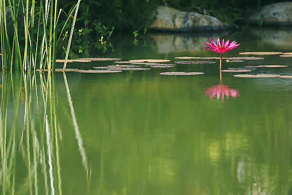 포토 JPG 해외이미지 꽃 풍경 사람없음 물 여름 정원 보라색 연못 신성 암초 안뜰 해외포토 자연요소 식물 계절 컬러 파일형식 이미지허브