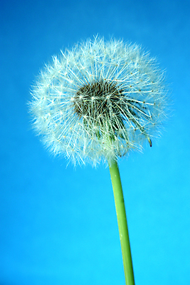 포토 JPG 해외이미지 한송이 실내 사람없음 민들레 파란배경 민들레홀씨 해외포토 1 꽃 백그라운드 내부 파란색 송이 파일형식 이미지허브