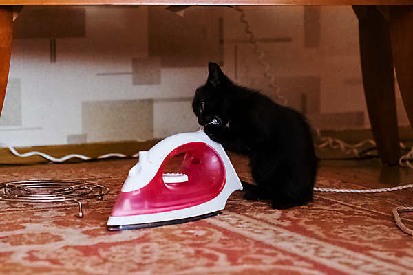 포토 JPG 해외이미지 동물 1 응시 장난 포유류 주택 사람없음 반려동물 귀여움 고양이 위험 작음 모피 호기심 테이프 부드러움 철사 솜털 해외포토 시선 감정 컨셉 문구용품 건물 감각 크기 파일형식 이미지허브