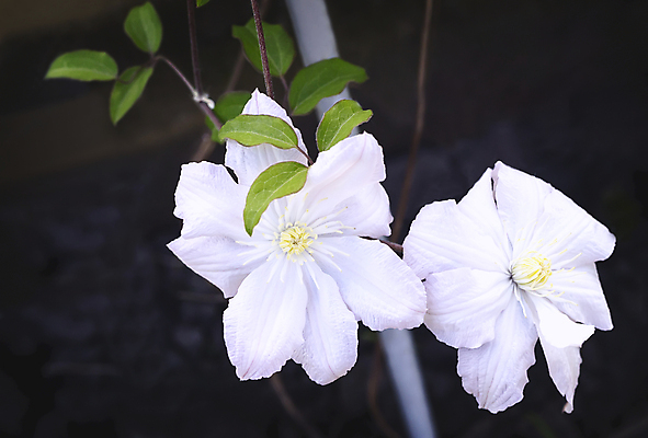 포토 JPG 해외이미지 식물 꽃잎 꽃 분홍색 꽃다발 백그라운드 잎 꽃무늬 일러스트 자연 벽지 사람없음 야외 초록색 빛 뷰티 정원 보라색 어둠 봄 흰색 개화 관목 내추럴 고립 인기 해외포토 나무 계절 컬러 무늬 생태계 파일형식 이미지허브