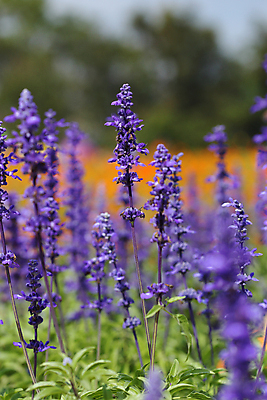 포토 JPG 해외이미지 주간 사람없음 야외 보라색 프랑스 라벤더 프로방스 해외포토 자연요소 꽃 유럽 컬러 허브 파일형식 이미지허브