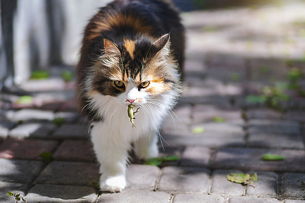 포토 JPG 해외이미지 동물 응시 백그라운드 이동 장난 모션 놀이 털 사람없음 고양이 가축 기쁨 분노 흰색 죽음 관찰 잡기 치아 쥐 먹이 공격 먹기 트로피 사냥 도마뱀 육식동물 사냥꾼 숨김 관심 뒤뜰 해외포토 직업 시선 감정 컬러 컨셉 포유류 파충류 반려동물 소화기관 설치류 상_우승 파일형식 이미지허브