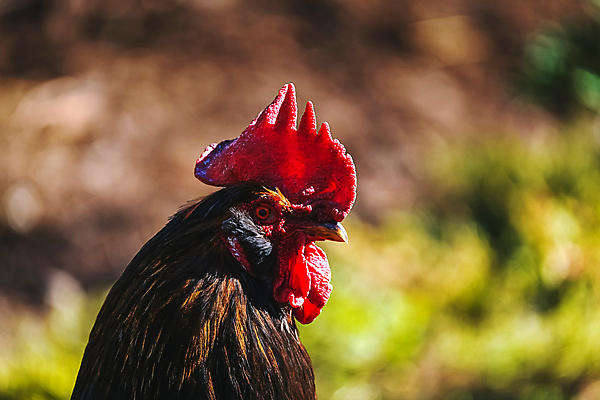 포토 JPG 해외이미지 동물 자연 조류 사람없음 빨간색 초록색 태양 농장 가축 수탉 블러 암탉 해외포토 자연요소 컬러 농업 닭 암컷 수컷 생태계 파일형식 이미지허브