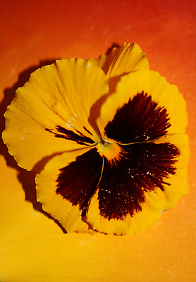 포토 JPG 해외이미지 식물 계절 꽃잎 꽃 줄기 분홍색 꽃무늬 봄꽃 자연 사람없음 야외 장식 컬러풀 뷰티 노란색 환경 정원 봄 성장 벚꽃 신선 개화 제비꽃 원예 내추럴 뒤뜰 비올라 해외포토 컬러 무늬 취미 생태계 파일형식 찰현악기 이미지허브