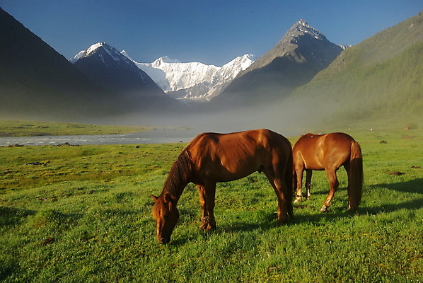 포토 JPG 해외이미지 동물 실루엣 얼굴 백그라운드 신발 밭 자연 산 사람없음 옆모습 초록색 울타리 뷰티 농장 농경지 갈색 머리 걷기 먹이 방목 그림 윤곽 마차 망아지 무료 해외포토 새끼 교통수단 뷰포인트 컬러 농업 모션 촬영기법 신체부위 담장 말_동물 축산업 생태계 파일형식 이미지허브
