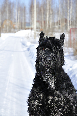 포토 JPG 해외이미지 동물 도로 겨울 포유류 사람없음 마을 검은색 개 양모 기르기 해외포토 계절 길 컬러 교통시설 직물 돌봄 파일형식 이미지허브