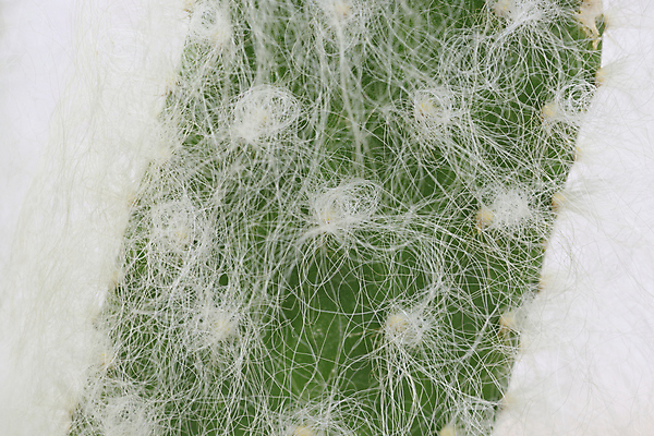 포토 JPG 해외이미지 식물 자연 선인장 사람없음 흰색 보호 묘사 해외포토 컬러 컨셉 생태계 파일형식 이미지허브