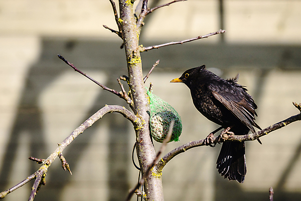 포토 JPG 해외이미지 주간 나무 동물 척추동물 1 남자 야생동물 음식 겨울 자연 조류 영국 매달리기 덴마크 씨앗 사람없음 야외 햇빛 정원 검은색 봄 추위 가을 도시 먹이 먹기 배고픔 생물학 서리 부리 내추럴 동물상 스칸디나비아 생존 해외포토 자연요소 식물 계절 교육 유럽 컬러 모션 북유럽 사람 태양 조형물 생태계 파일형식 이미지허브