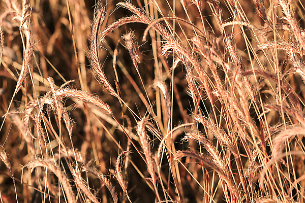포토 JPG 해외이미지 식물 백그라운드 겨울 패턴 밭 자연 벽지 하늘 표면 바람 추상 건조 사람없음 야외 장식 갈색 노란색 우주 환경 흰색 잡초 땅 질감 뿌리 내추럴 고립 썩음 옛날 우울증 해외포토 자연요소 계절 컬러 무늬 농업 날씨 질병 생태계 파일형식 이미지허브