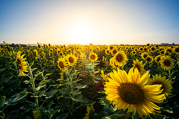 포토 JPG 해외이미지 주간 줄기 잎 꽃밭 하늘 해바라기 사람없음 야외 태양 지평선 해외포토 자연요소 식물 꽃 파일형식 이미지허브