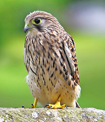 포토 JPG 해외이미지 여행 자연 조류 사람없음 뷰티 해외포토 동물 생태계 파일형식 이미지허브