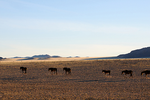 포토 JPG 해외이미지 동물 야생동물 포유류 아프리카 파노라마 풍경 사람없음 일출 사막 나미비아 동물상 해외포토 나라 촬영기법 조형물 노을 남아프리카 파일형식 이미지허브