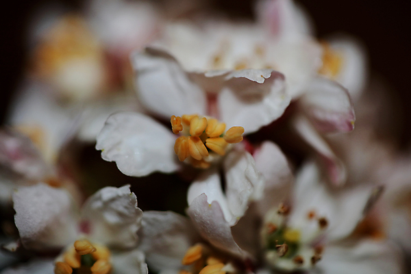 포토 JPG 해외이미지 식물 꽃잎 꽃 야생동물 곤충 잎 꽃무늬 공 자연 벽지 양파 동양인 사람없음 장식 초록색 빛 뷰티 머리 정원 줄무늬 활발 벚꽃 흰색 신선 개화 허브 관목 묘사 향기 꽃가루 꿀 내추럴 강렬 생태학 아열대 이국적 해외포토 나무 동물 교육 컬러 컨셉 무늬 채소 인종 신체부위 가루 생태계 냄새 파일형식 이미지허브