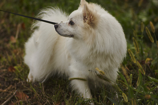 포토 JPG 해외이미지 주간 한마리 반려견 잔디 사람없음 야외 반려동물 산책 강아지 스피츠 해외포토 자연요소 식물 동물 1 휴식 개 파일형식 이미지허브