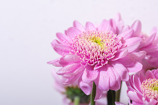 포토 JPG 해외이미지 식물 디자인 계절 꽃잎 꽃 분홍색 꽃다발 백그라운드 잎 꽃무늬 패턴 자연 국화 선물 사람없음 장식 초록색 물 컬러풀 뷰티 노란색 정원 보라색 봄 벚꽃 물방울 축하 신선 개화 닫기 떨어짐 원예 내추럴 해외포토 자연요소 컬러 컨셉 무늬 모션 취미 생태계 파일형식 이미지허브