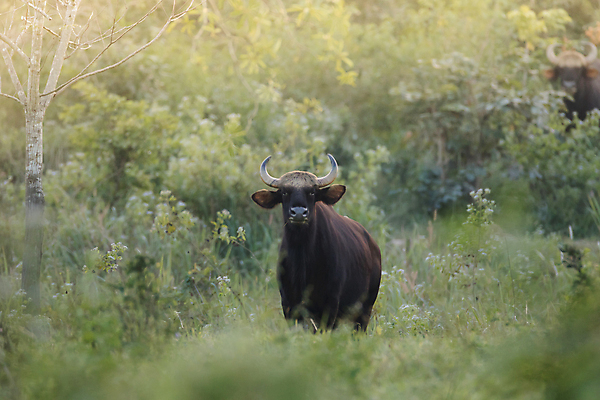 포토 JPG 해외이미지 동물 공원 여자 야생동물 포유류 태국 자연 휴식 뿔 종류 사람없음 야외 힘 소 보호 숲 큼 인도인 들소 대륙 황소 근육질 고립 웅장함 이마 전국 해외포토 외국인 공공시설 아시아 컨셉 근육 사람 동양인 크기 몸매 생태계 파일형식 이미지허브