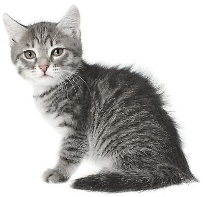 포토 JPG 해외이미지 동물 앉기 사람없음 반려동물 고양이 줄무늬 회색 작음 흰배경 노려봄 고립 섬광 해외포토 컬러 백그라운드 무늬 포유류 모션 표정 흰색 크기 파일형식 이미지허브