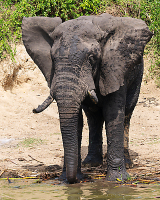 포토 JPG 해외이미지 동물 야생동물 여행 포유류 아프리카 자연 코끼리 파노라마 국립공원 사람없음 야외 관광지 환경 황무지 사파리 생태계 서식지 내추럴 동물상 우간다 해외포토 공원 나라 촬영기법 조형물 파일형식 이미지허브