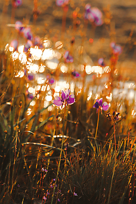 포토 JPG 해외이미지 식물 디자인 공원 꽃 백그라운드 꽃무늬 밭 태국 자연 풍경 초원 사람없음 야외 장식 초록색 여름 컬러풀 뷰티 노란색 정원 보라색 봄 낭만 벚꽃 가을 신선 개화 작음 제비꽃 묘사 보케 내추럴 강렬 해외포토 계절 공공시설 아시아 컬러 컨셉 무늬 농업 크기 생태계 파일형식 이미지허브